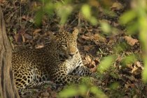 Leopardo tendido en el suelo en el Parque Nacional Satpura, India - foto de stock
