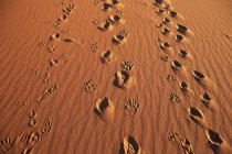 Impronte sulle dune di sabbia nel deserto — Foto stock