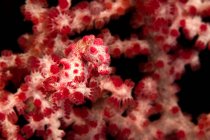 Пігмеїв Морський коник на тропічну червону червоний і білий — стокове фото