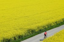 Homem de bicicleta através de campos — Fotografia de Stock