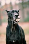 Чорний собака з м'ячем у роті — стокове фото