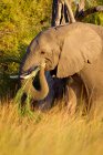 Вид слона, поедающего траву в дельте Окаванго, Ботсвана, Южная Африка — стоковое фото