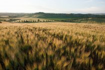 Barley field in evening light near Siena — Stock Photo