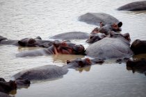Mandria di ippopotami che si rinfrescano nel lago — Foto stock