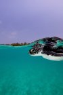 Молодая зеленая черепаха под водой — стоковое фото