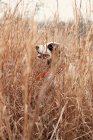 English pointer dog in straw grass — Stock Photo