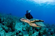 Hawksbill tartaruga sulla barriera corallina. — Foto stock