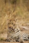 Leopard entspannt sich und liegt am Boden — Stockfoto