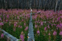 Vista prospettiva decrescente di albero caduto in campo di fiori selvatici viola — Foto stock