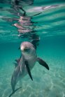 Delfines manchados atlánticos nadando bajo el agua - foto de stock