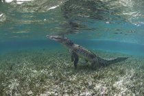 Vista lateral subaquática de crocodilo nas patas traseiras, Chinchorro Atoll, Quintana Roo, México — Fotografia de Stock