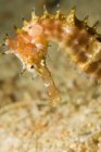 Tiro de cerca de caballito de mar espinoso - foto de stock