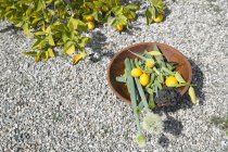 Bowl of freshly picked lemons and vegetables on gravel path — Stock Photo
