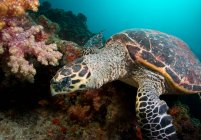 Schildkröte schwimmt am Korallenriff unter Wasser — Stockfoto