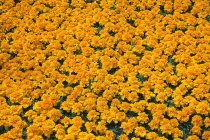 Flores de caléndula naranja - foto de stock