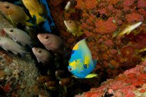 La estructura atrae a la vida marina - foto de stock