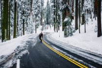 Skateboarder voyageant sur la route dans le paysage hivernal, Sequoia National Park, Californie, États-Unis — Photo de stock