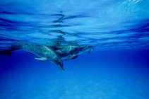 Dos delfines con manchas atlánticas - foto de stock