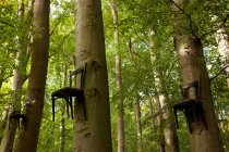 Chaises attachées aux troncs d'arbres — Photo de stock