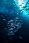 Подводная фотография морской жизни, близкий обзор — стоковое фото