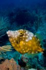 Vista ravvicinata del pesce filefish maculato — Foto stock