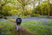 Mann wandert durch bluebells woods, pateley bridge, nidderdale, yorkshire dales — Stockfoto