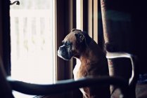 Boxer chien regardant par la fenêtre — Photo de stock