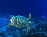 Морська черепаха, купання в коралових рифів — стокове фото