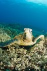 Sea turtle on corrals — Stock Photo