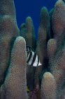 Peixes borboleta com corais — Fotografia de Stock