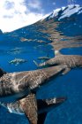 Tiburones de punta negra en superficie - foto de stock
