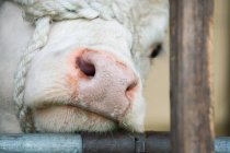 Herefordshire bull muzzle, close up — Stock Photo
