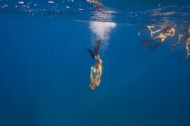 Women wearing flippers swimming underwater, Oahu, Hawaii, USA — Stock Photo