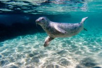 Seal swimming under sun lighted water — Stock Photo