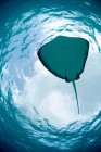 Mantarochen schwimmen unter blauem Wasser — Stockfoto