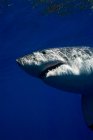 Great white shark swimming under water — Stock Photo
