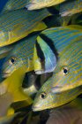 Группа рыб под водой — стоковое фото