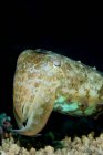 Close-up view of cuttlefish — Stock Photo