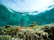 Vista panoramica subacquea della barriera corallina — Foto stock