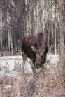 Самка лосей кормит соломенную траву в зимнем лесу — стоковое фото