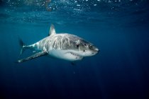 Great white shark — Stock Photo