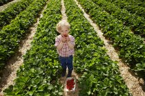 Мальчик собирает клубнику в поле — стоковое фото