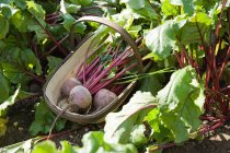 Fresh picked beetroots in wooden basket — Stock Photo