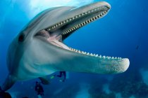 Close up tiro de golfinho gargalo com mergulho no fundo — Fotografia de Stock