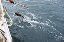 Immagine ritagliata di persona cattura di pesce — Foto stock