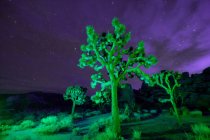 Colorful lights on Joshua Trees at night — Stock Photo