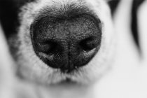 Nez de chien gros plan — Photo de stock