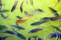 Vista aérea de los peces nadando en un estanque - foto de stock