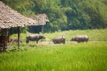 Vacche al pascolo vicino capanna, Tong luang villaggio chiang mai, Thailandia — Foto stock