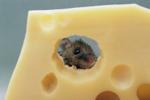 Primo piano colpo di mouse mangiare formaggio svizzero — Foto stock